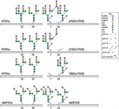 New Human Follitropin Preparations: How Glycan Structural Differences May Affect Biochemical and Biological Function and Clinical Effect